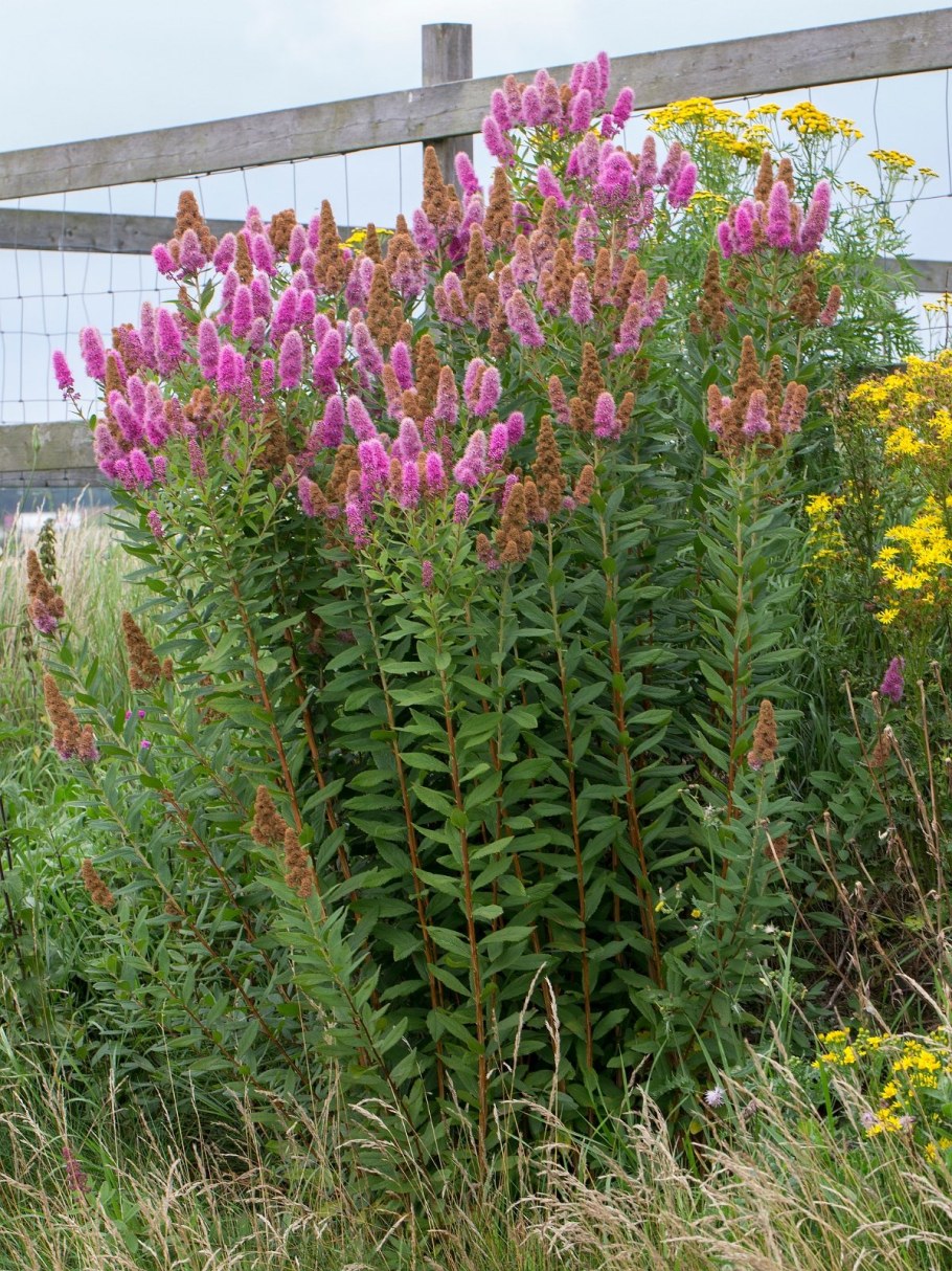 Спирея метельчатая Билларда