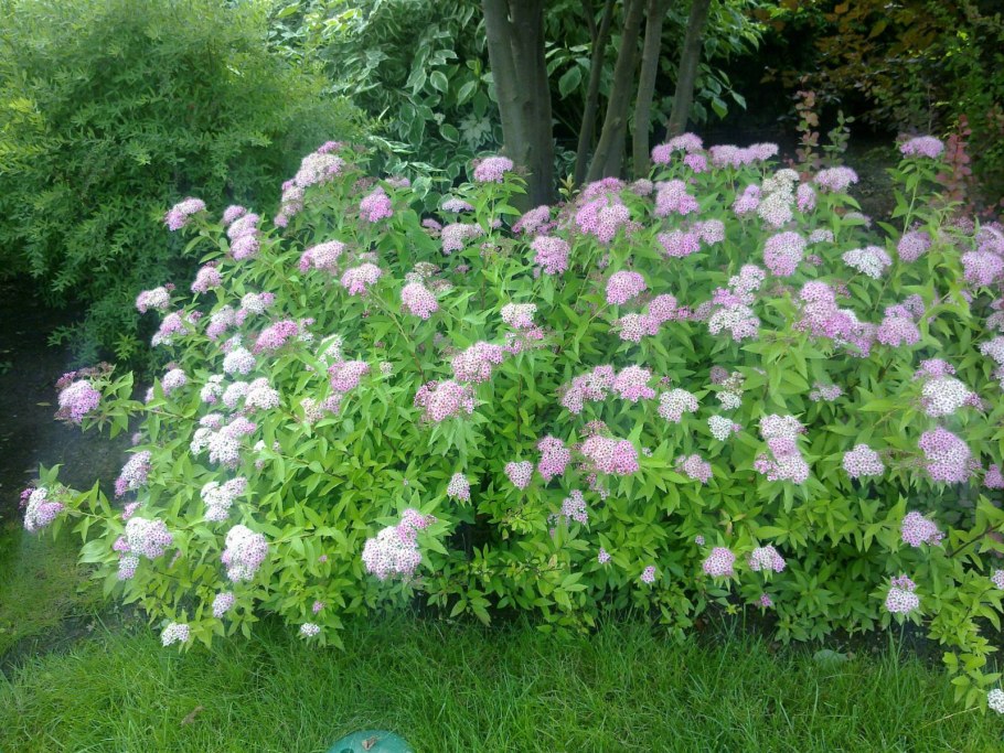 Спирея иволистная Билларда