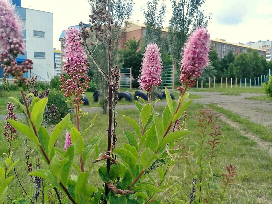 Спирея иволистная Билларда