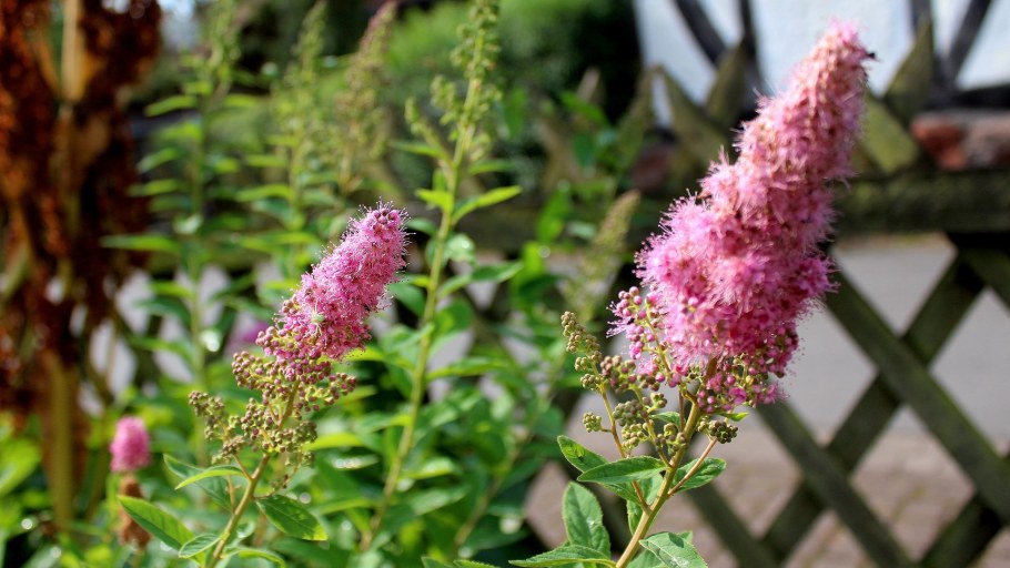 Спирея иволистная грандифлора