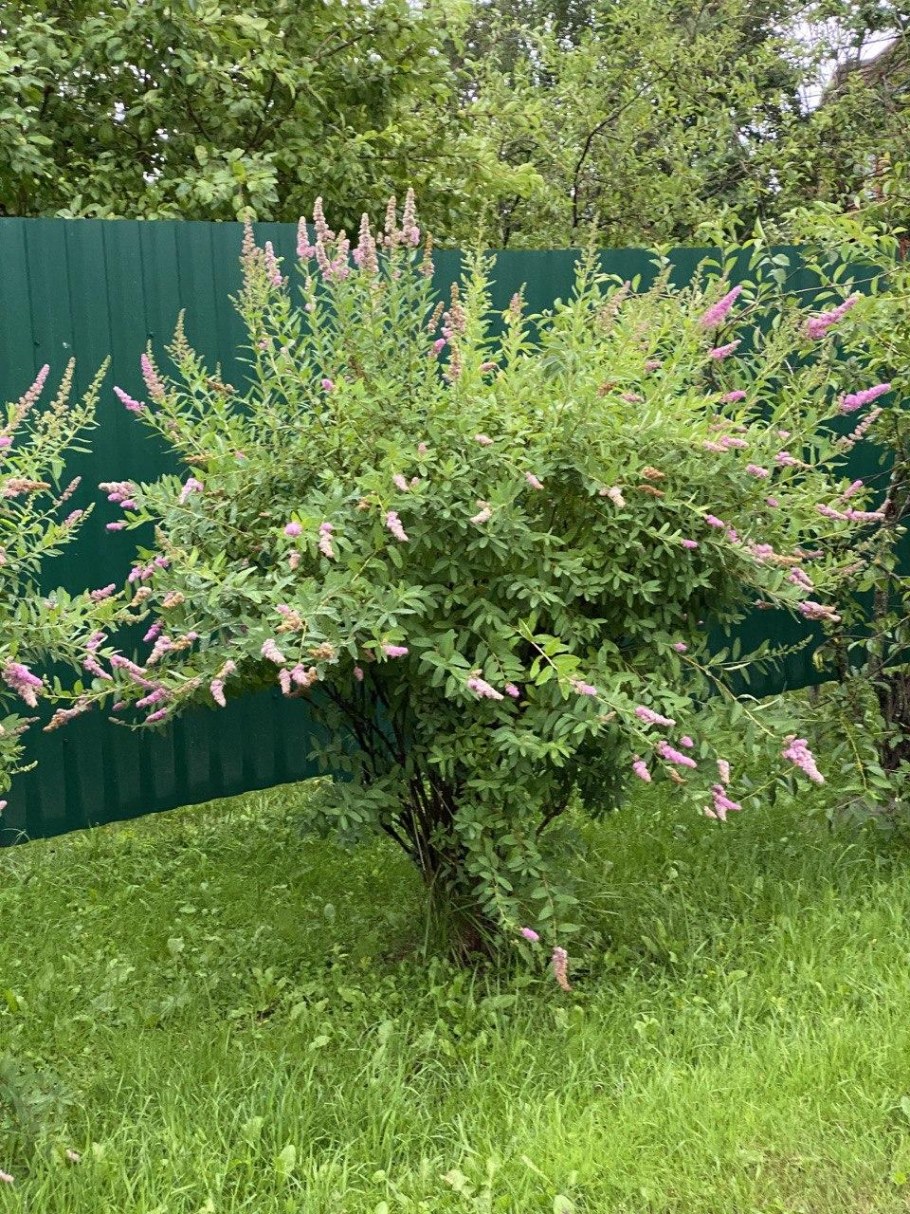 Спирея Дугласа Билларда