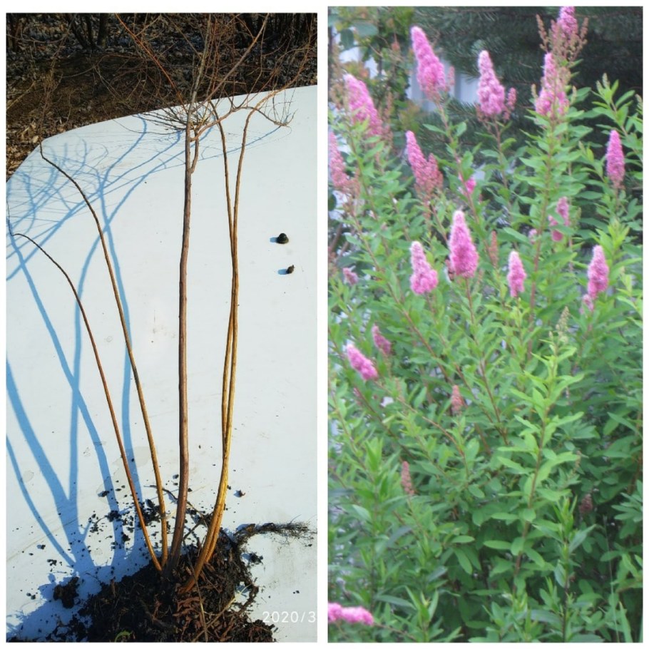 Спирея иволистная Билларда