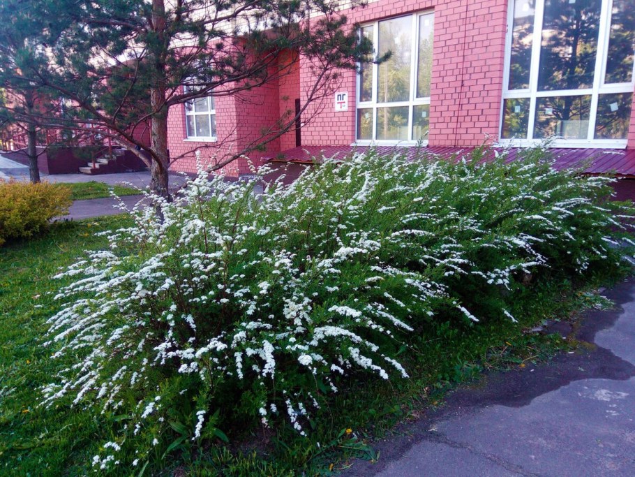 Спирея японская серая Грефшейм