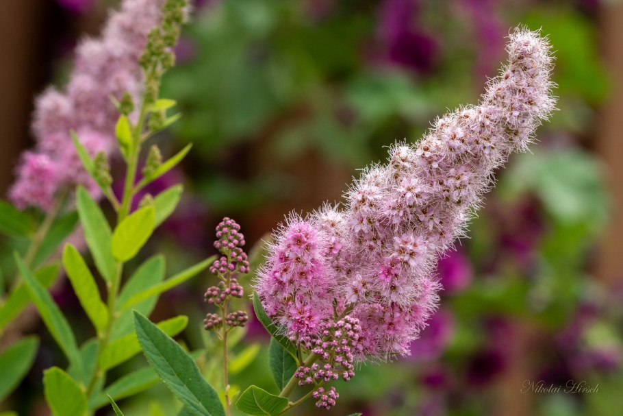 Спирея иволистная фото