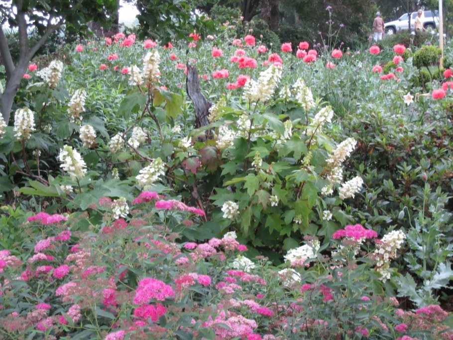 Спирея иволистная