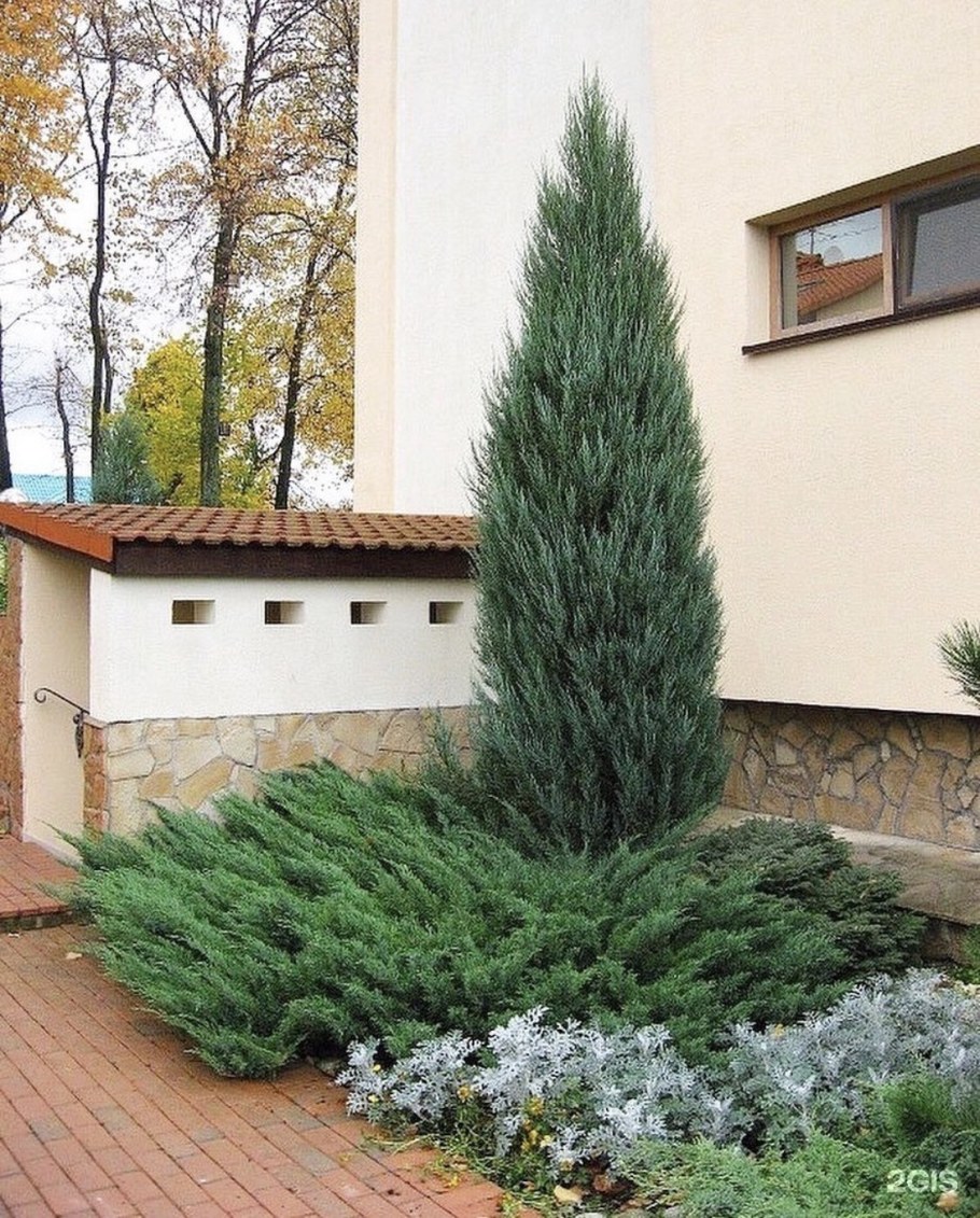 Можжевельник скальный Мунглоу