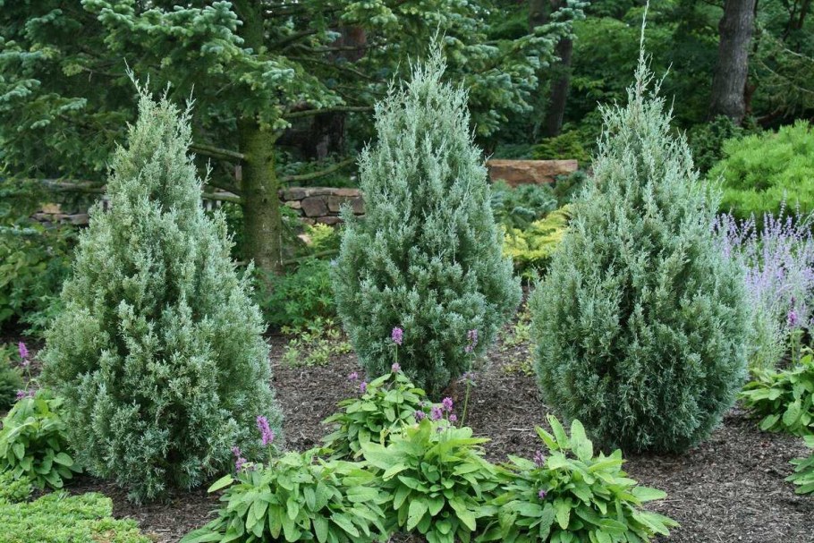 Хвойные можжевельник Стрикта