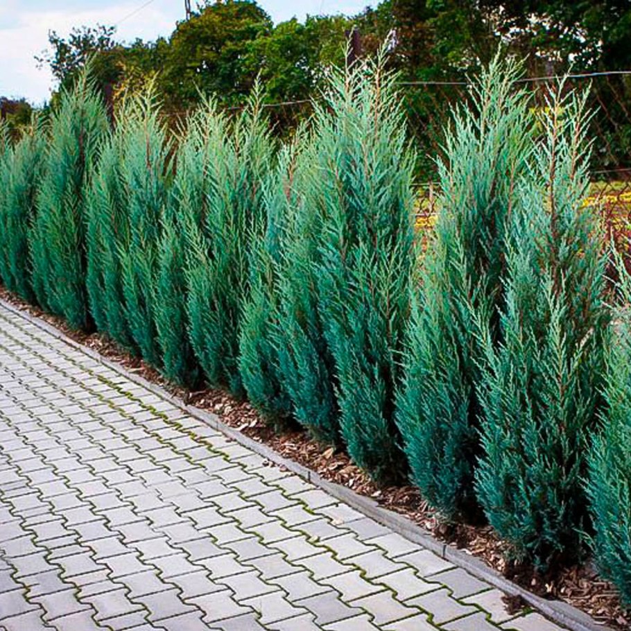 Можжевельник скальный Мунглоу