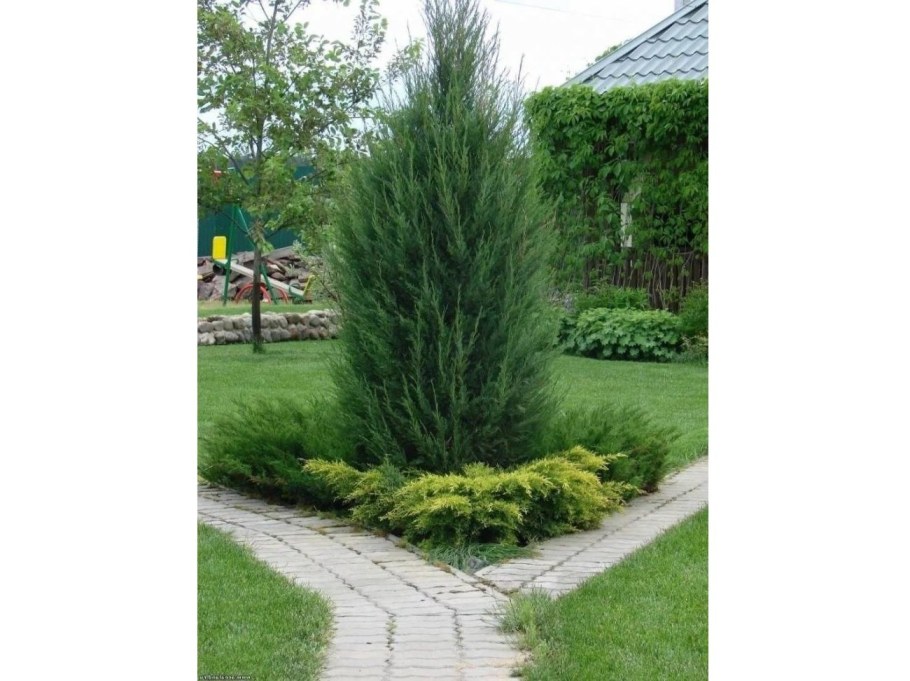 Хвойные можжевельник Стрикта