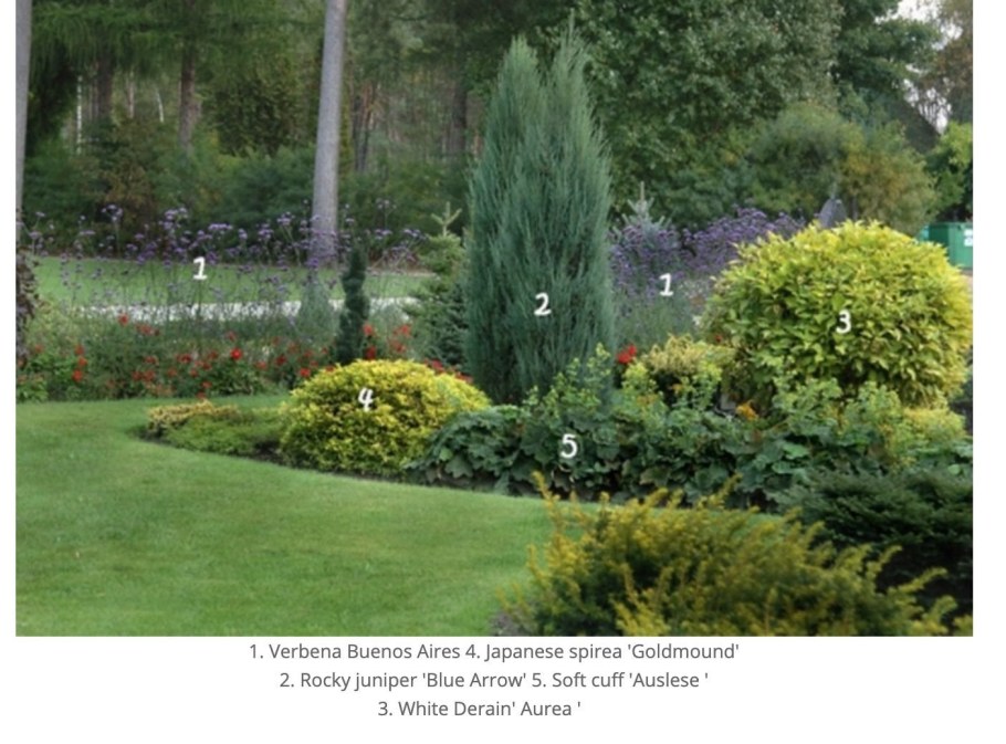 Можжевельник Блю Эрроу в миксбордере