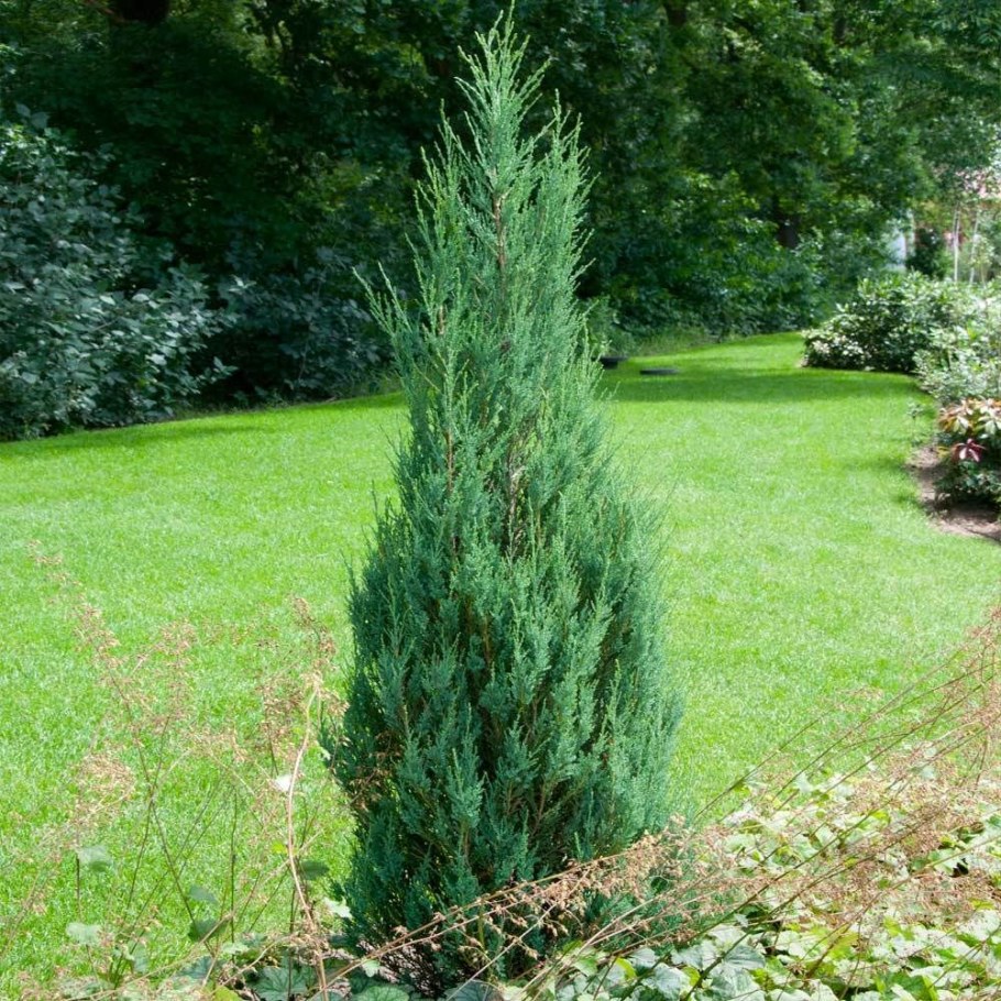 Можжевельник скальный Skyrocket