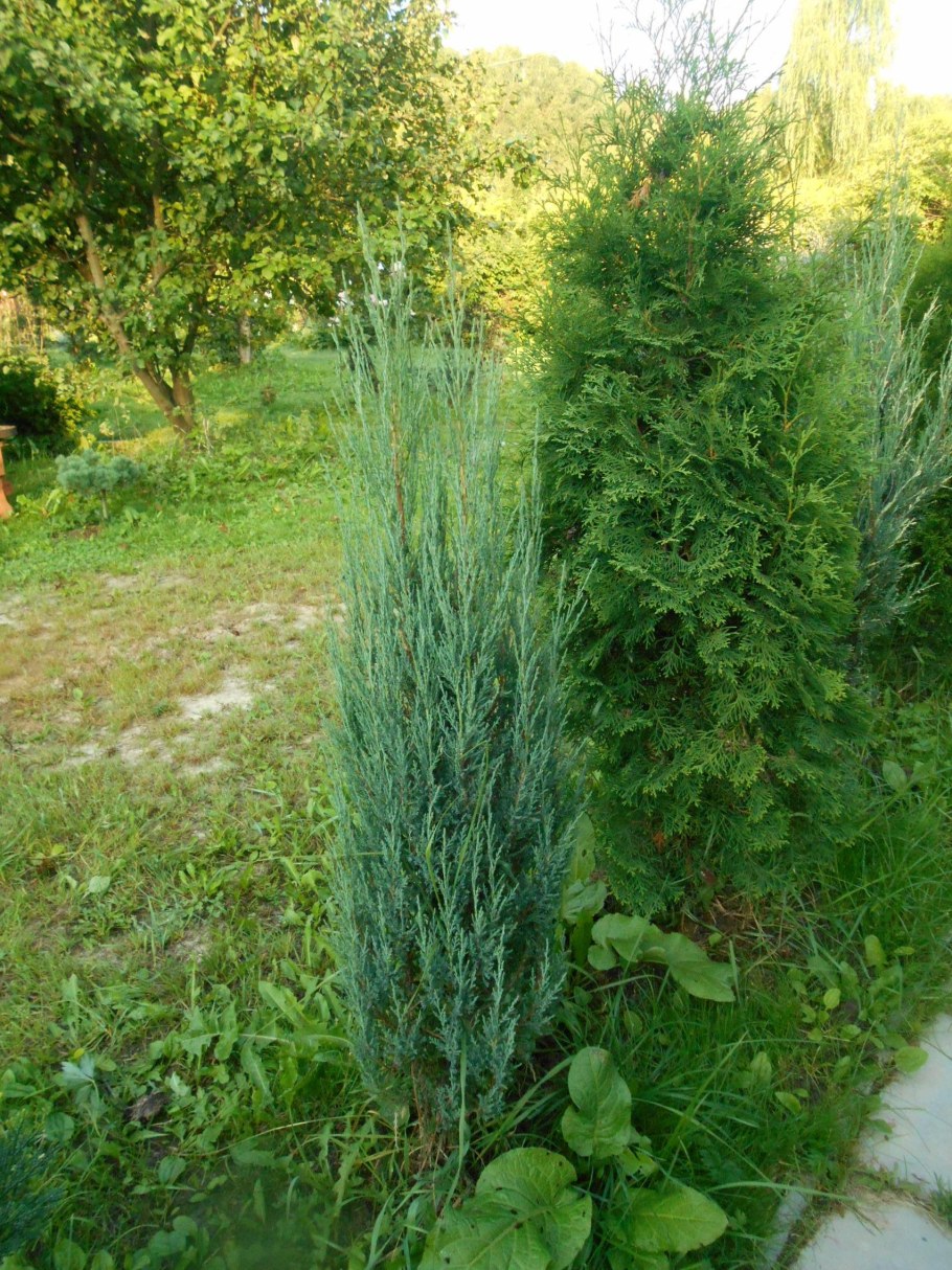 Можжевельник Скайрокет