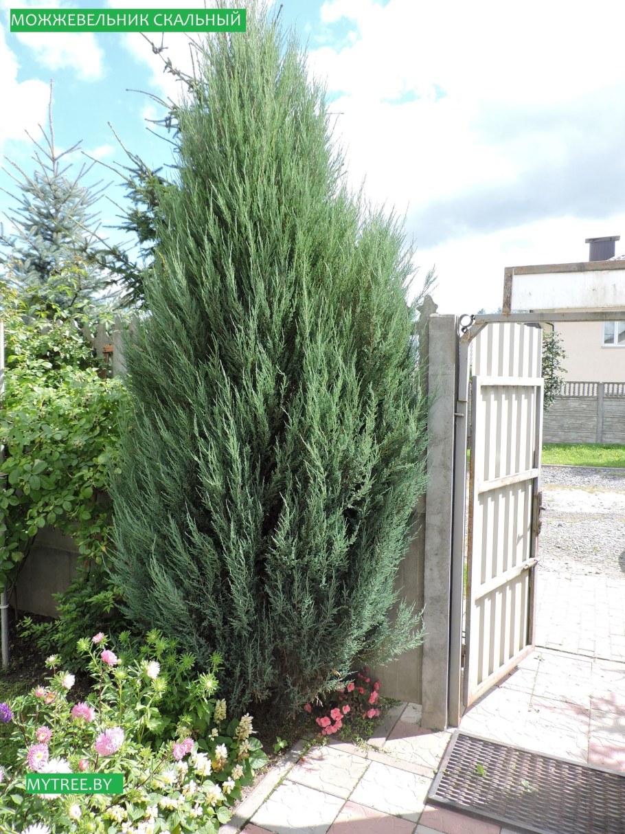 Можжевельник виргинский Скайрокет