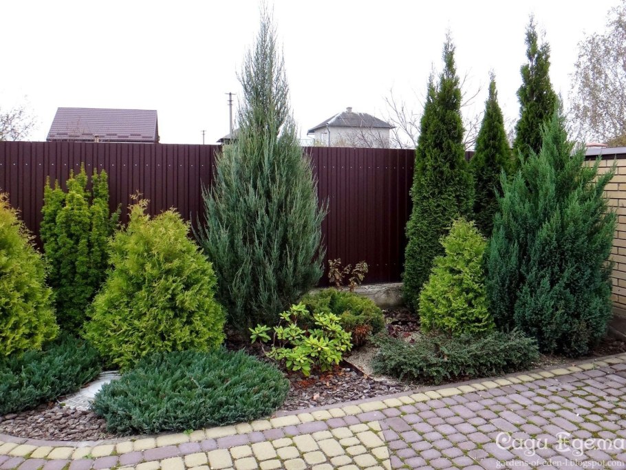 Можжевельник Блю Эрроу с туей Смарагд