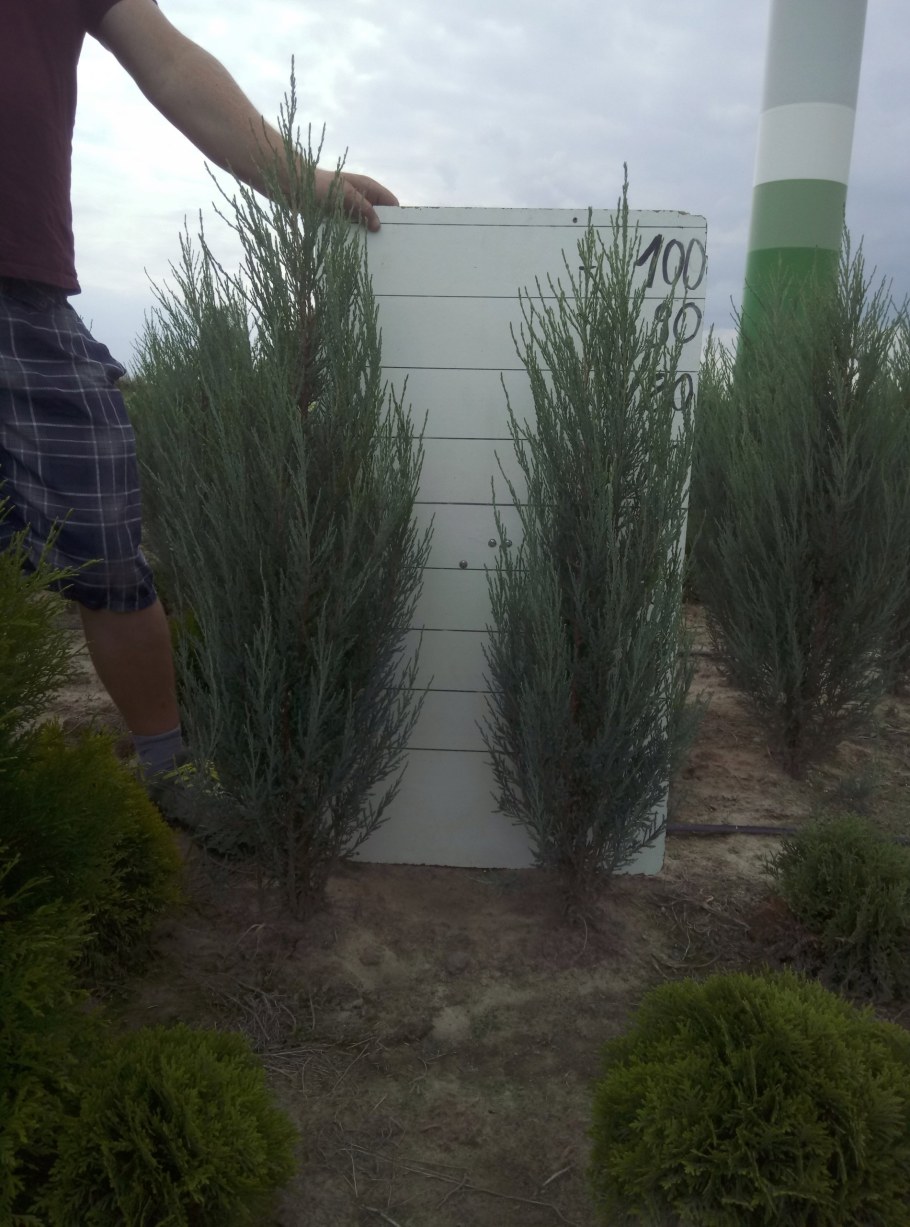 Скальный можжевельник Блю Эрроу в ландшафте