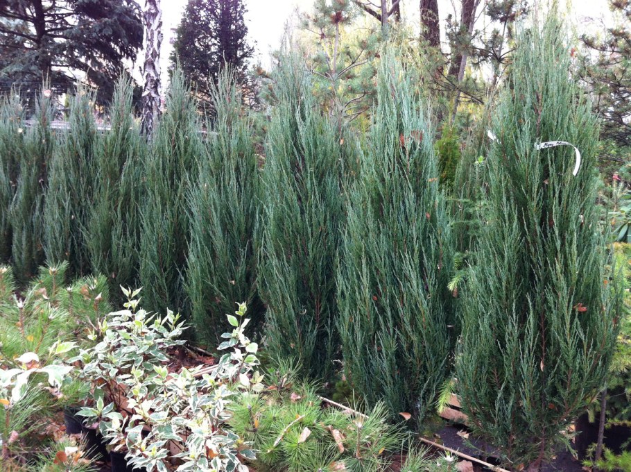 Можжевельник скальный Скайрокет