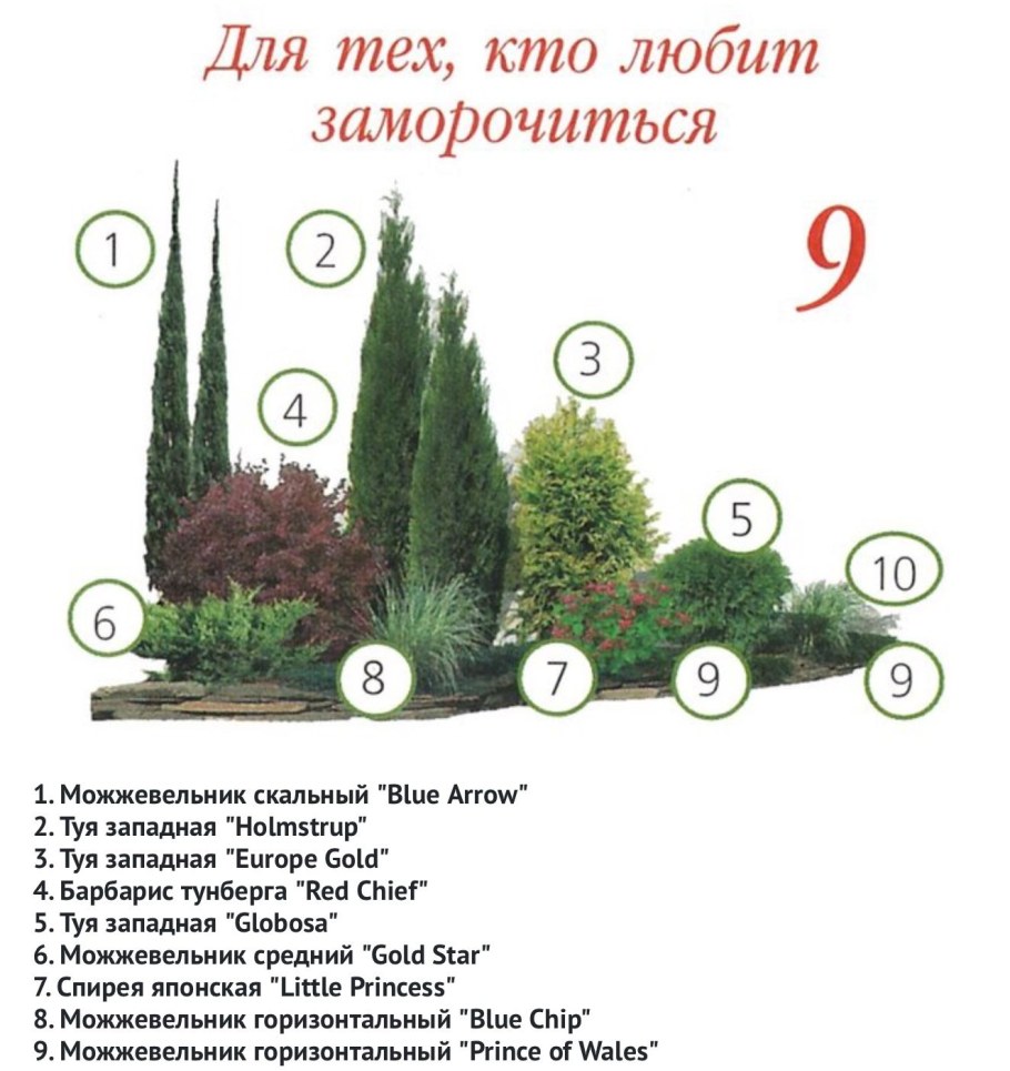 Хвойные композиции