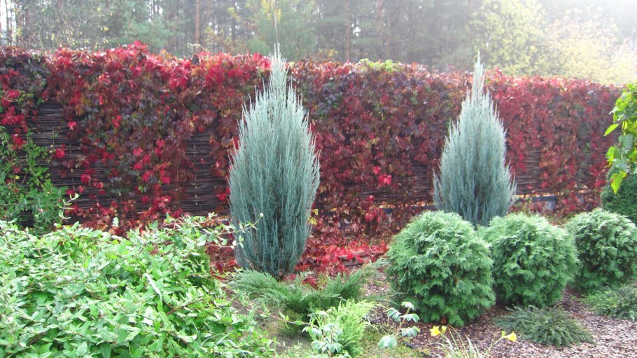 Блю Эрроу в миксбордере