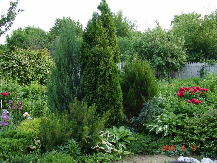 Можжевельник Блю Эрроу