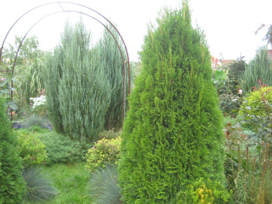 Можжевельник Скайрокет