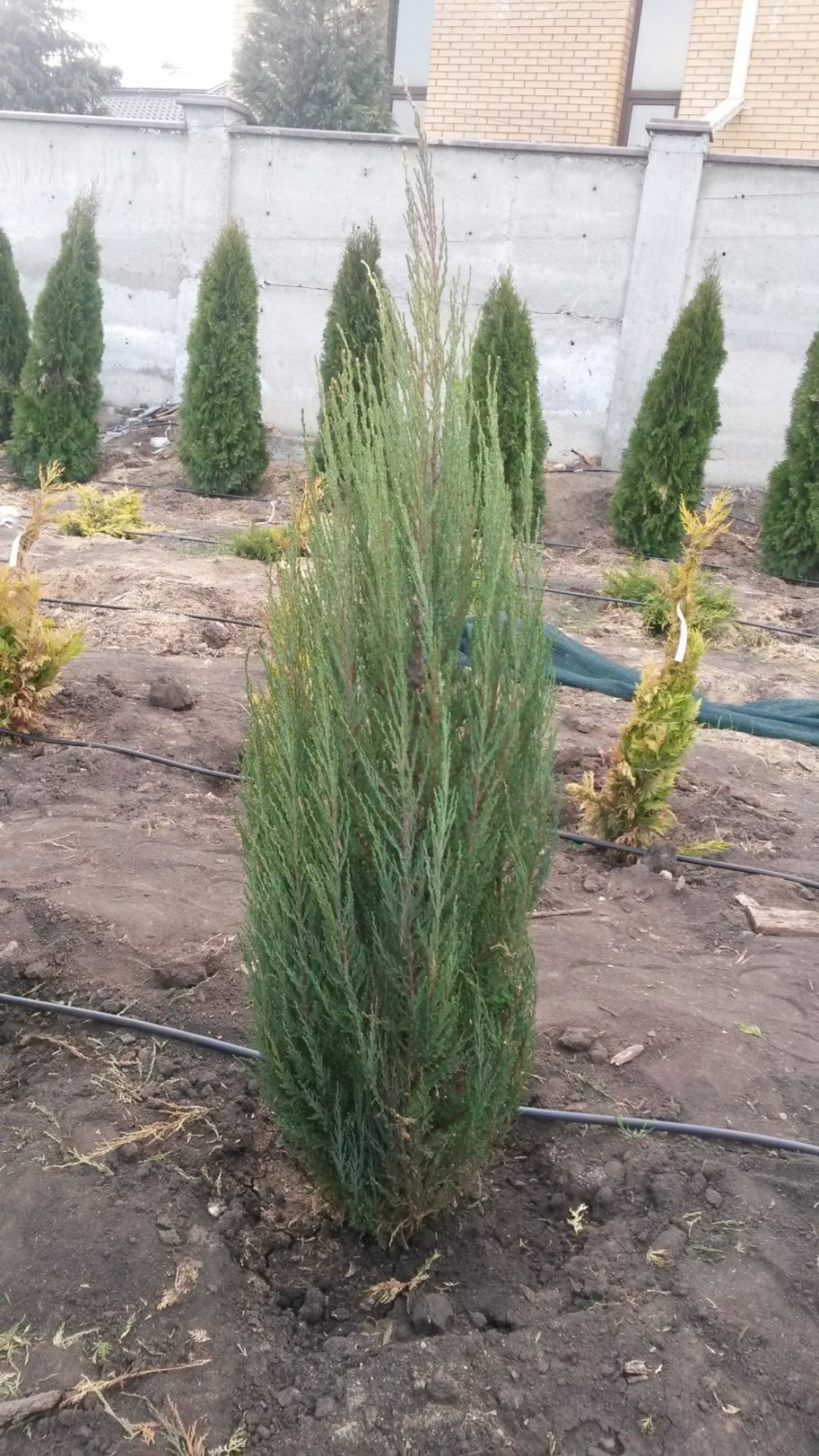 Можжевельник Блю Эрроу