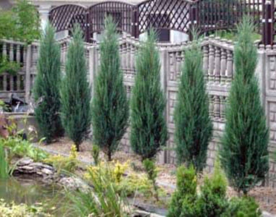 Можжевельник колоновидный Скайрокет