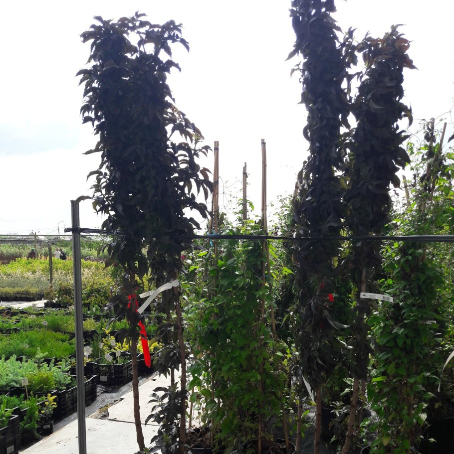 Бузина Блэк Тауэр