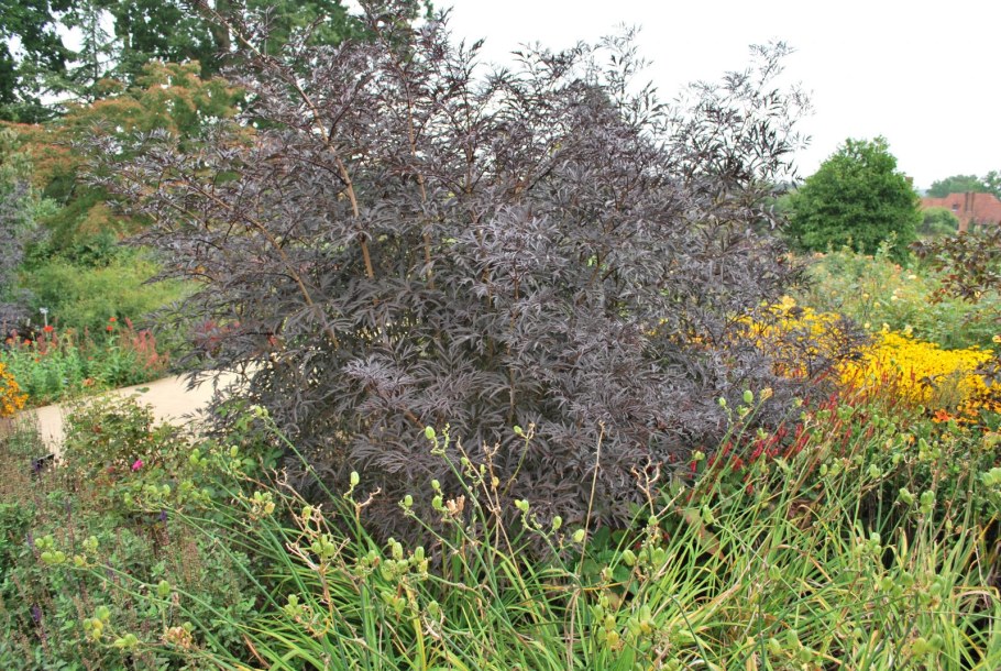 Бузина черная Black Lace (USDA 5)