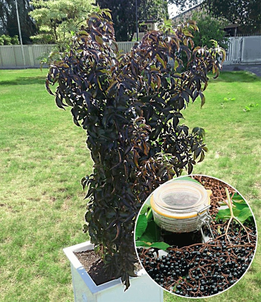 Бузина Блэк Лэйс