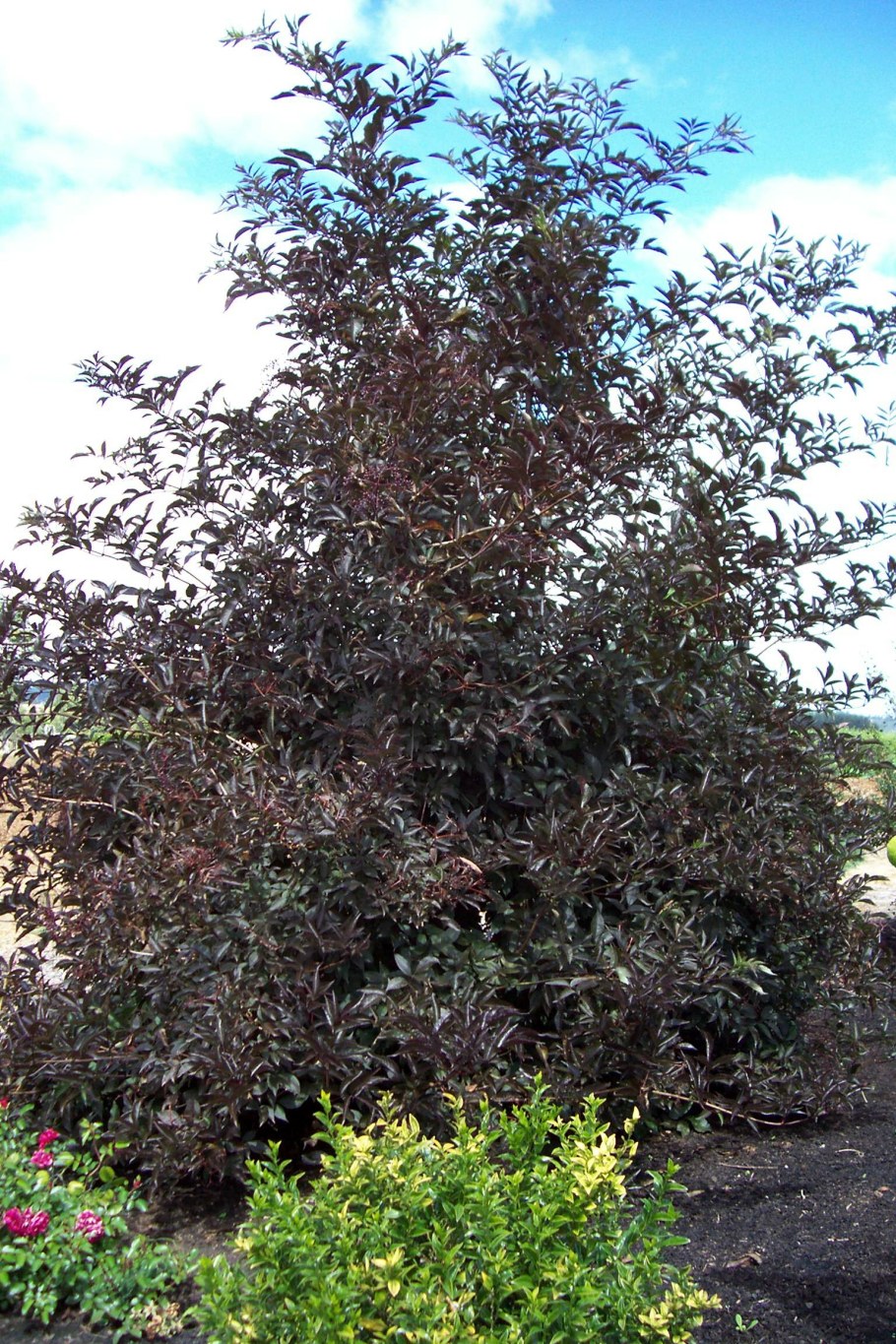 Бузина Блэк Тауэр