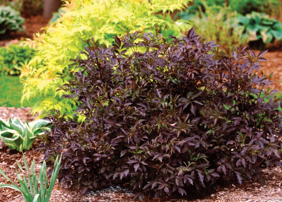 Бузина чёрная Блэк Лэйс