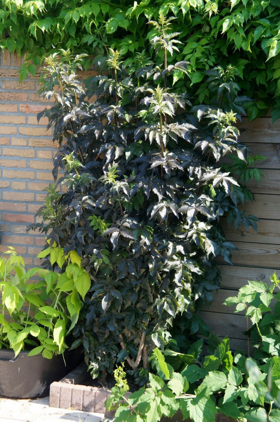 Бузина Sambucus nigra Black Tower