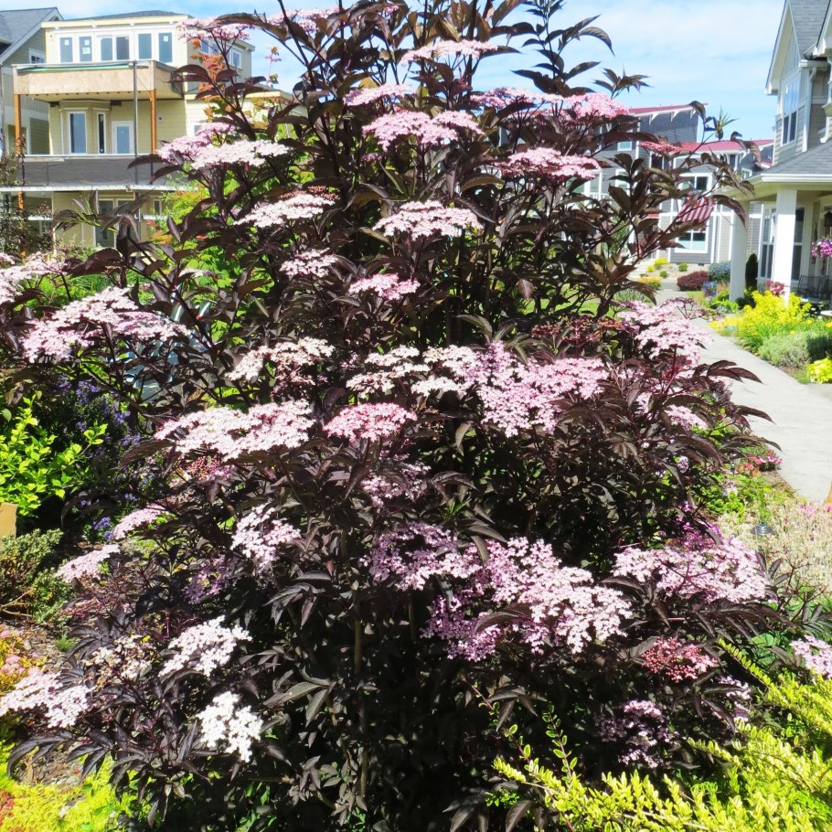 Бузина черная Блэк Бьюти