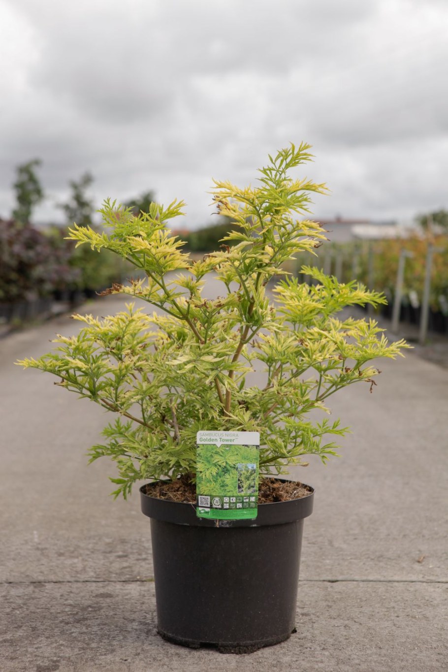 Бузина черная "Golden Tower" (Голден Тауэр)
