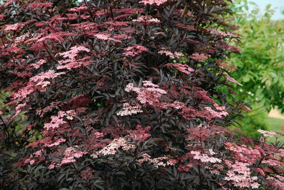 Бузина черная (Sambucus nigra)