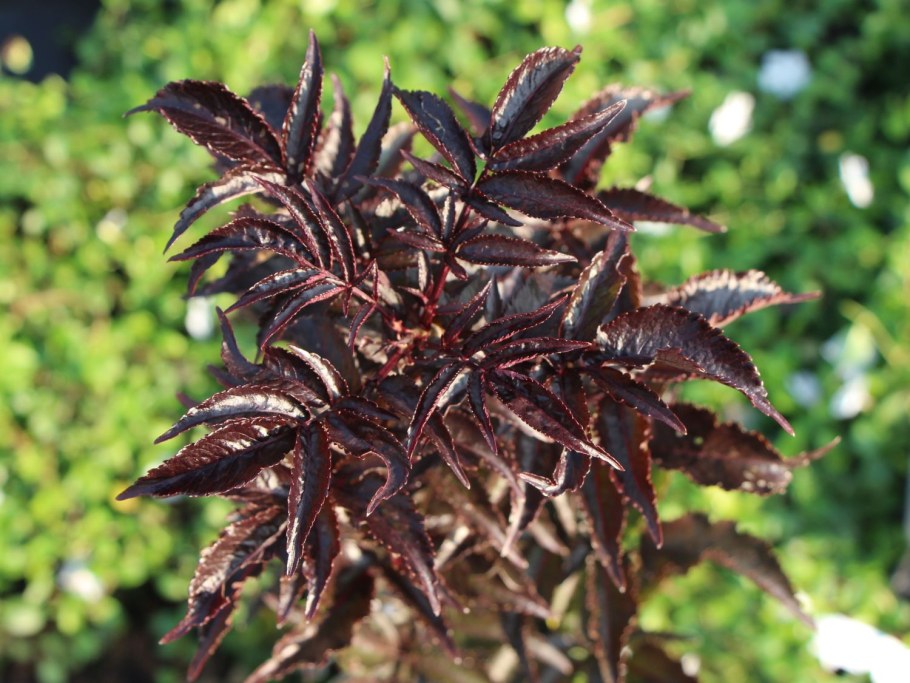 Бузина Блэк Тауэр