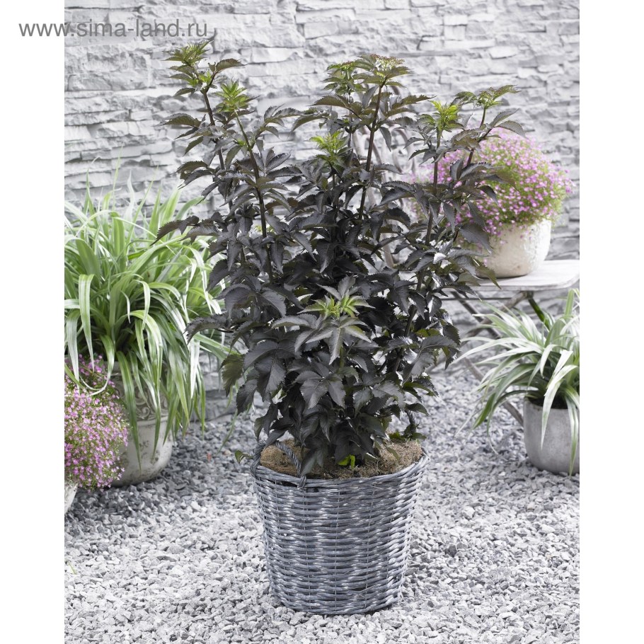 Бузина черная Black Tower (Блэк Тауэр)