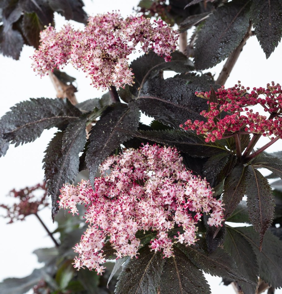 Бузина Нигра Блэк Бьюти