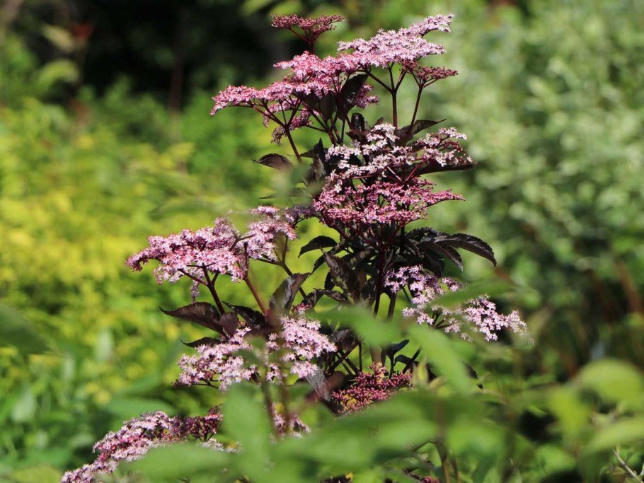 Бузина черная (Sambucus nigra Black Beauty