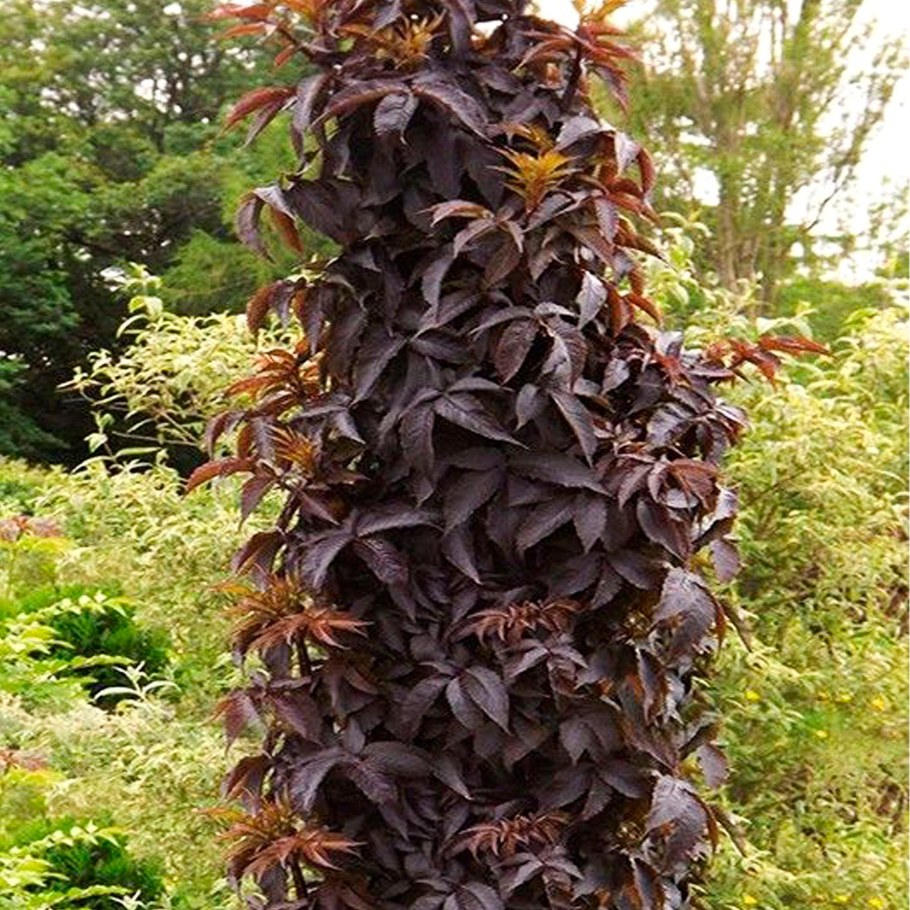 Бузина Блэк Тауэр