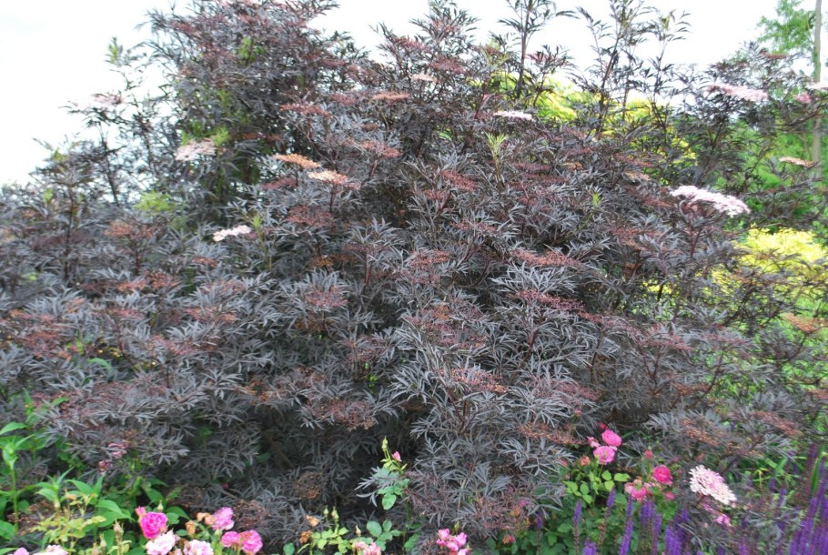 Бузина черная "Black Lace" Блэк Лэйс