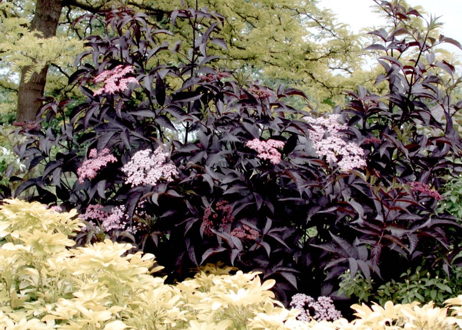 Бузина черная (Sambucus nigra)