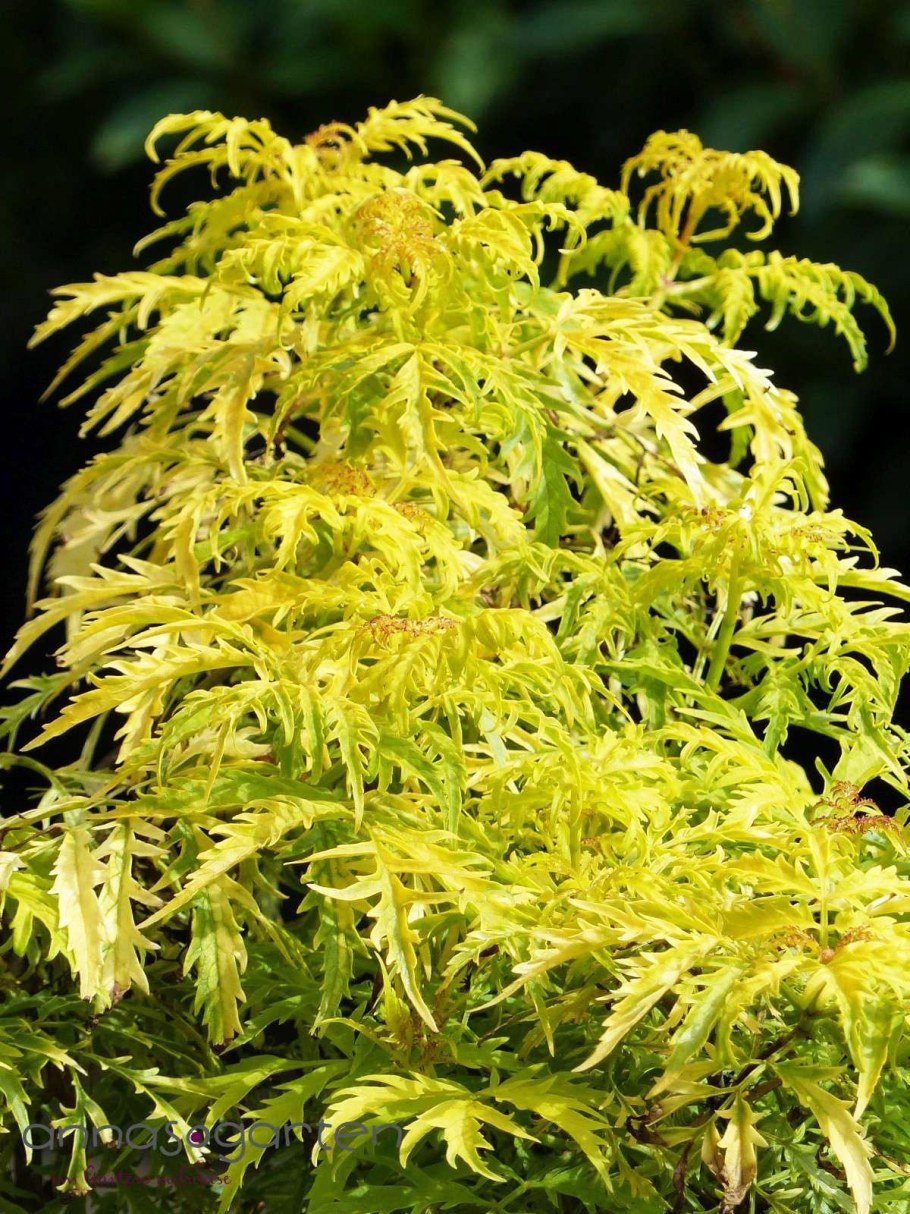 Бузина канадская Ауреа