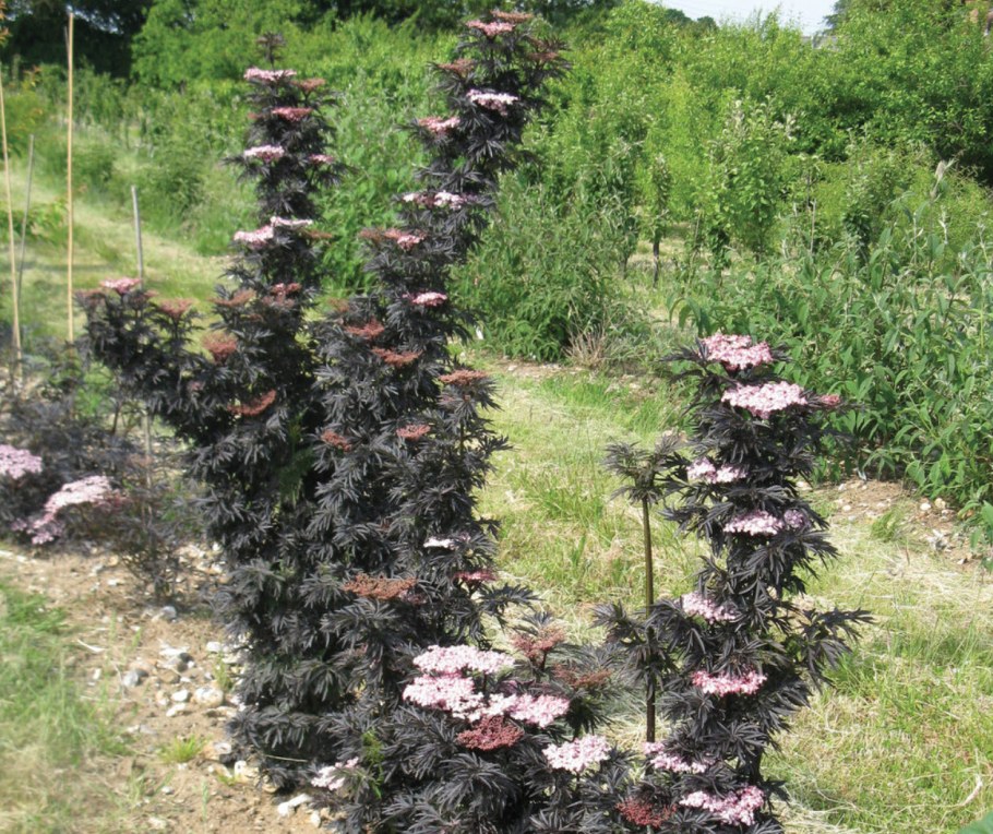 Бузина чёрная Блэк Тауэр