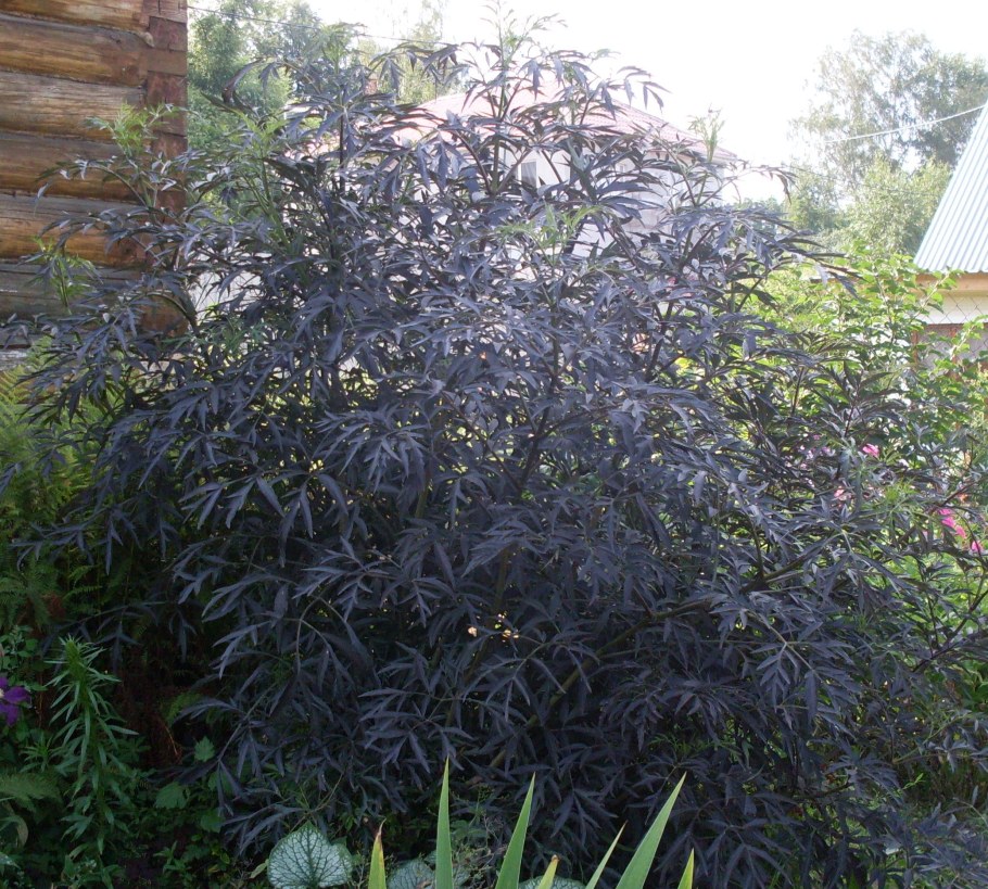 Бузина черная Блэк Бьюти (Black Beauty)