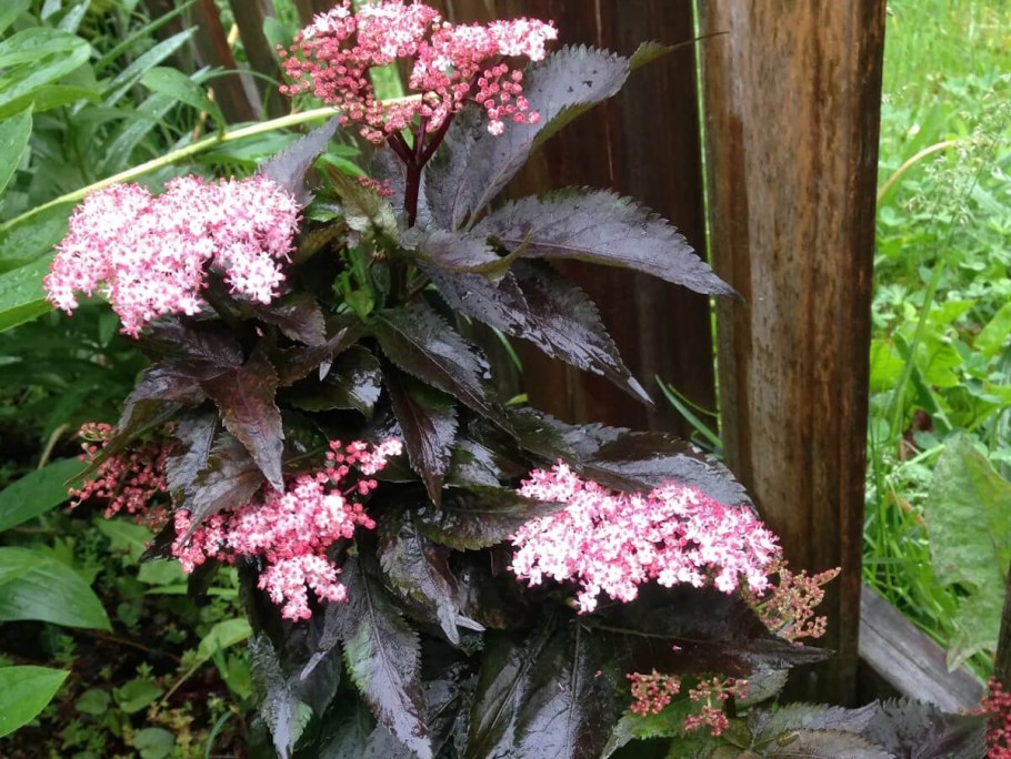 Бузина Блэк Бьюти