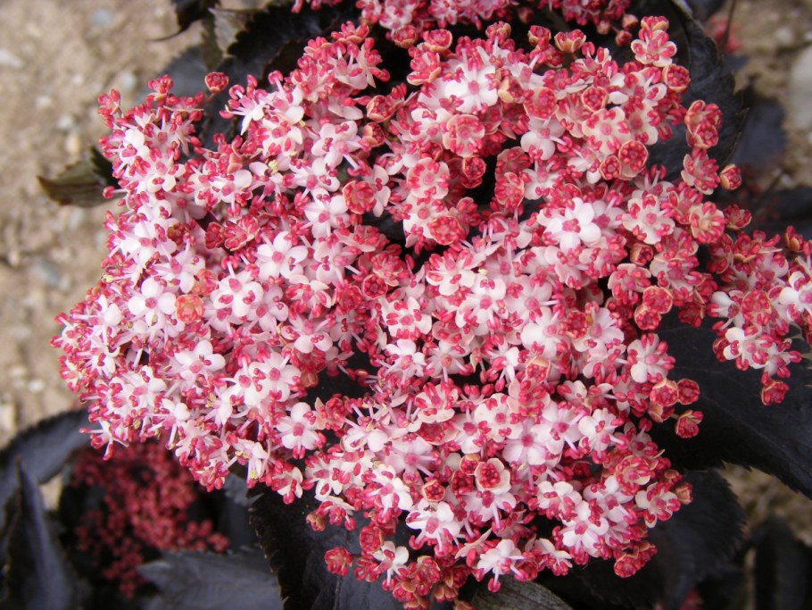 Бузина черная Black Tower