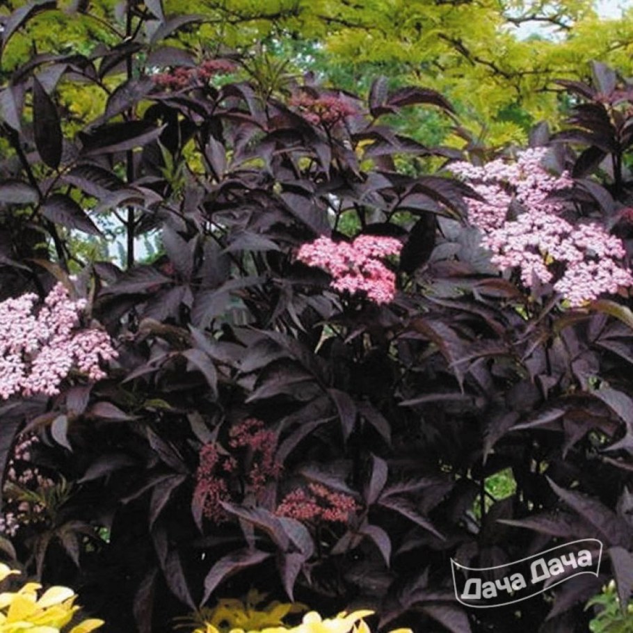 Бузина бордоволистная