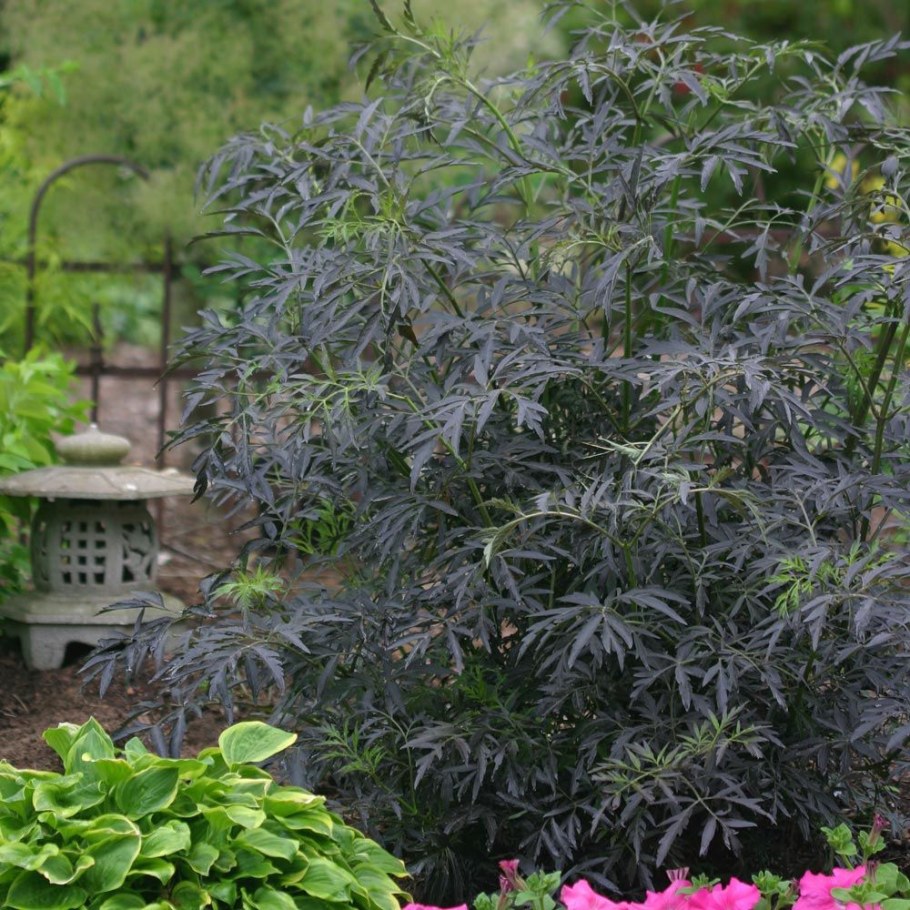 Бузина Блэк Лэйс