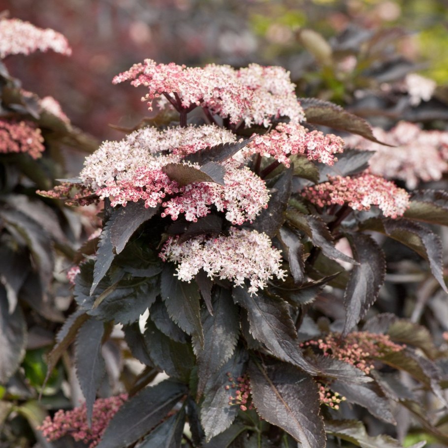 Самбукус Нигра (Бузина черная)куст